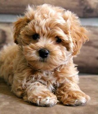 bichon maltes cafe